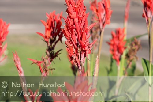 Flowers_2008-08-24_IMG_1552